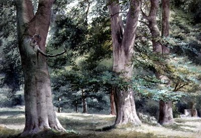 Study of Beech Trees by Thomas Collier