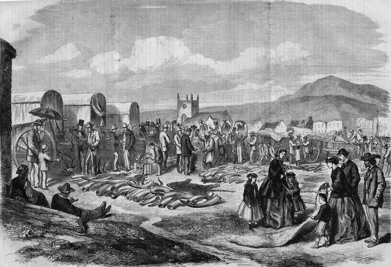 Ivory and skins market in Grahamstown, Albania, Cape Colony by Thomas (after) Baines