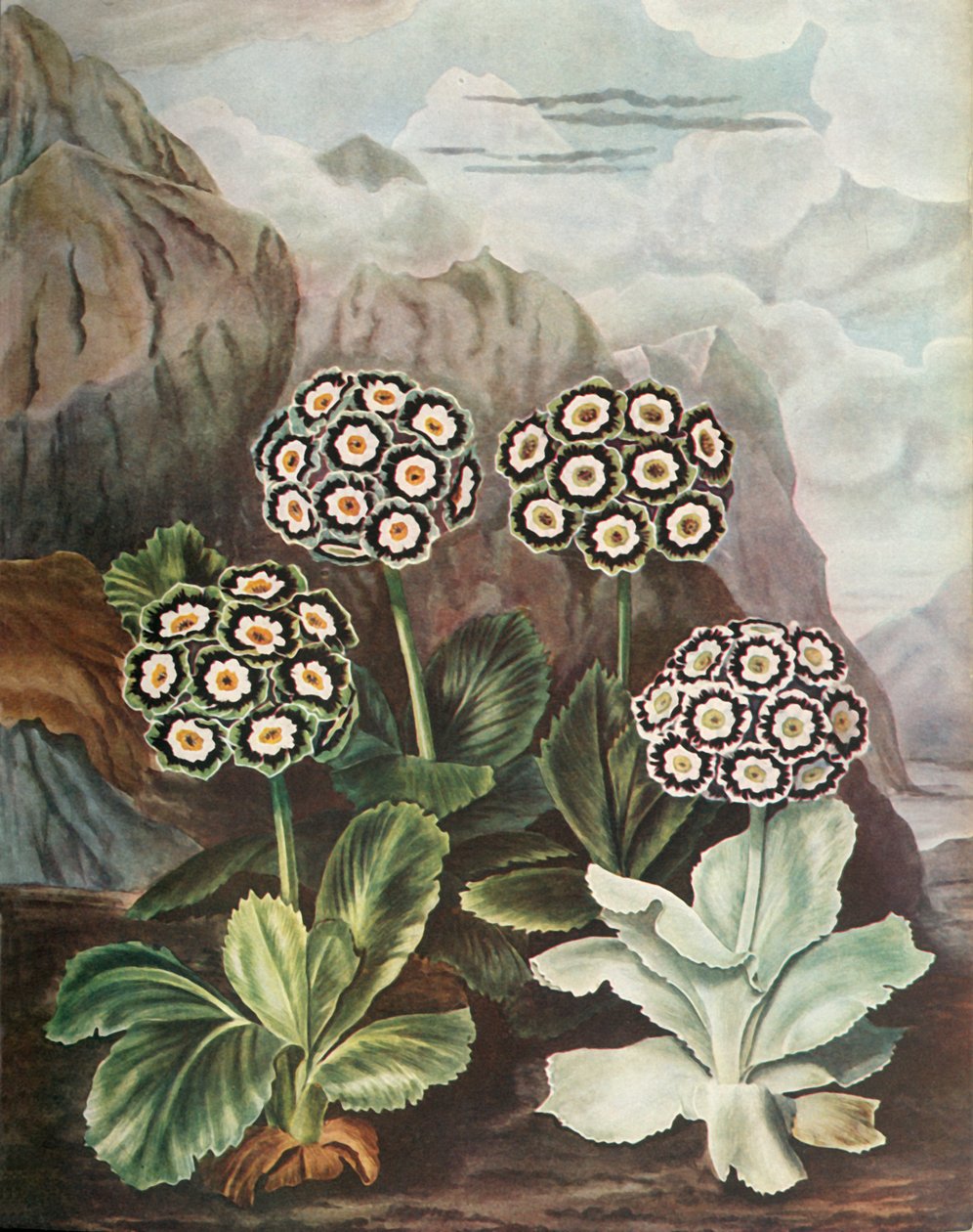 Auriculas, c1802-1821 by Thomas Baxter