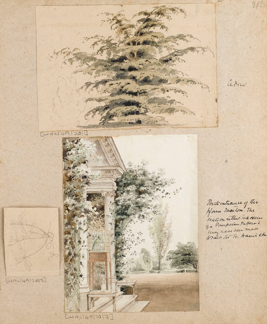 Study of a Cedar Tree by Thomas Baxter