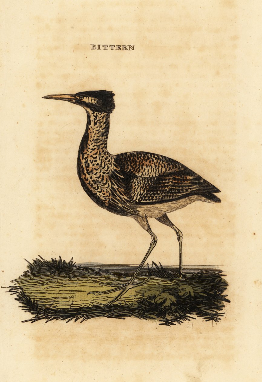 Eurasian bittern or great bittern, Botaurus stellaris by Thomas Bewick