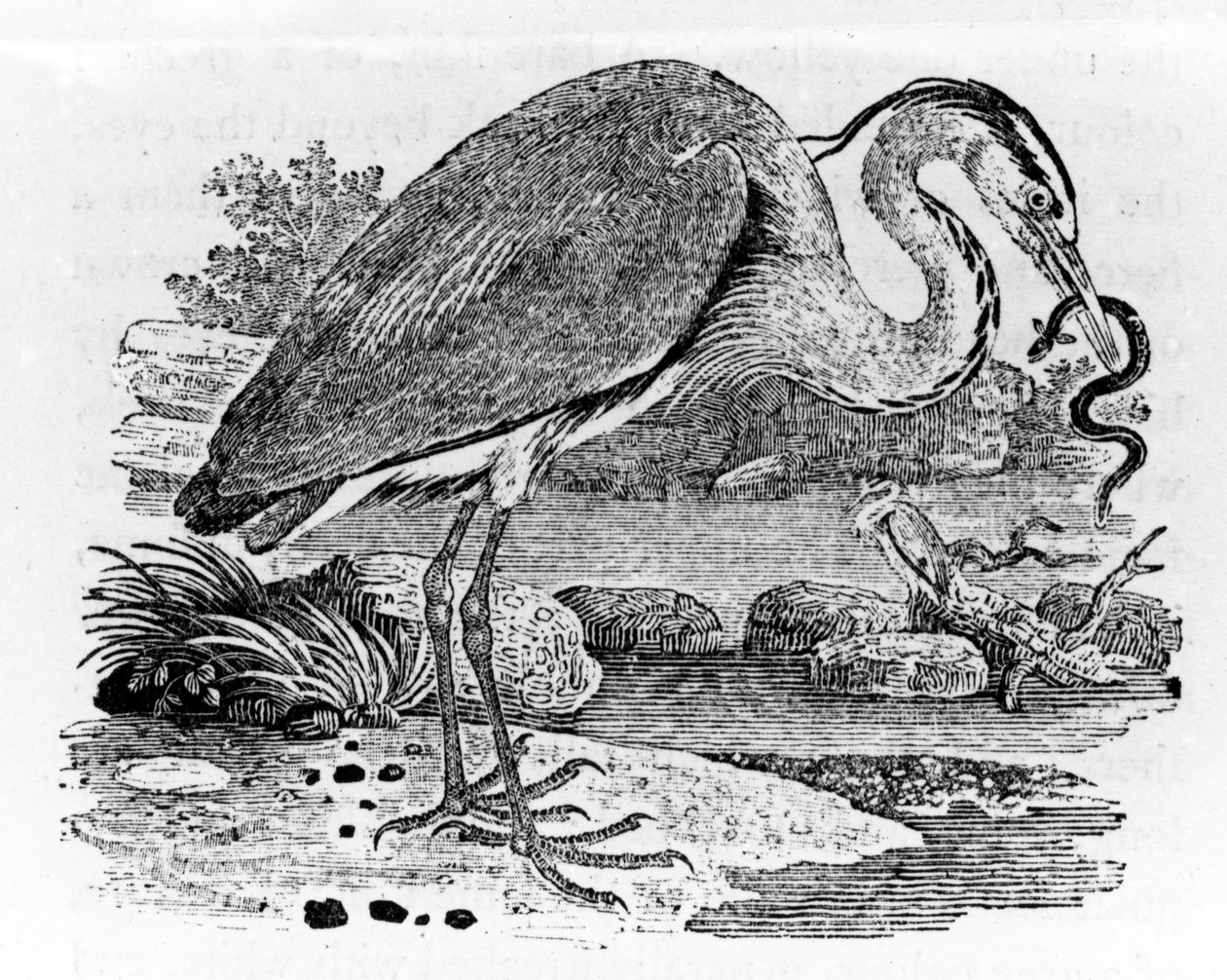 Heron, illustration from 