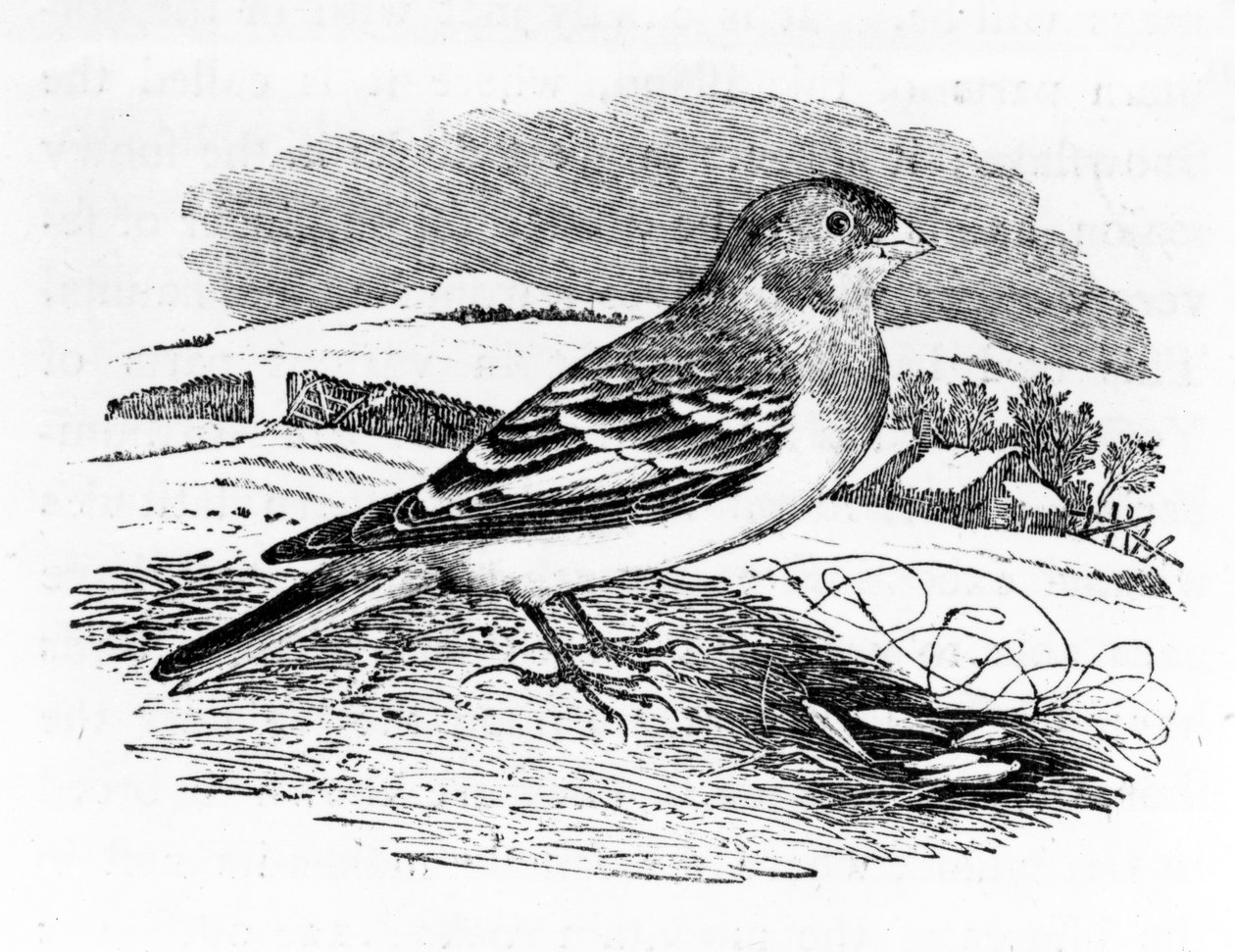 Tawny Bunting, illustration from 