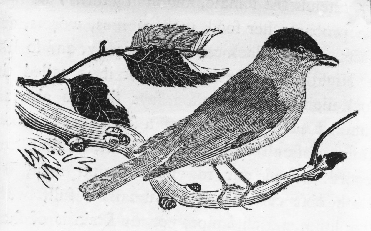 The Black-Cap, Illustration from 