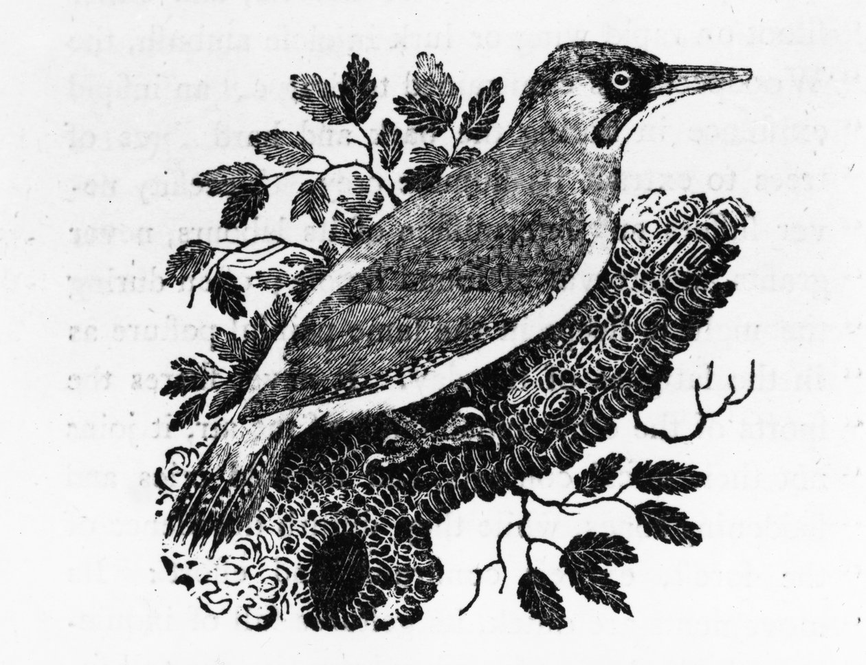 The Green Woodpecker, illustration from 