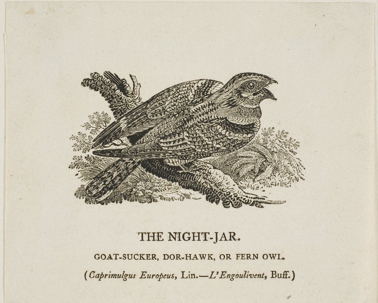 The Night-Jar by Thomas Bewick