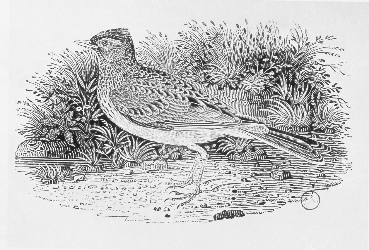 The Skylark (Alauda arvensis) from the 