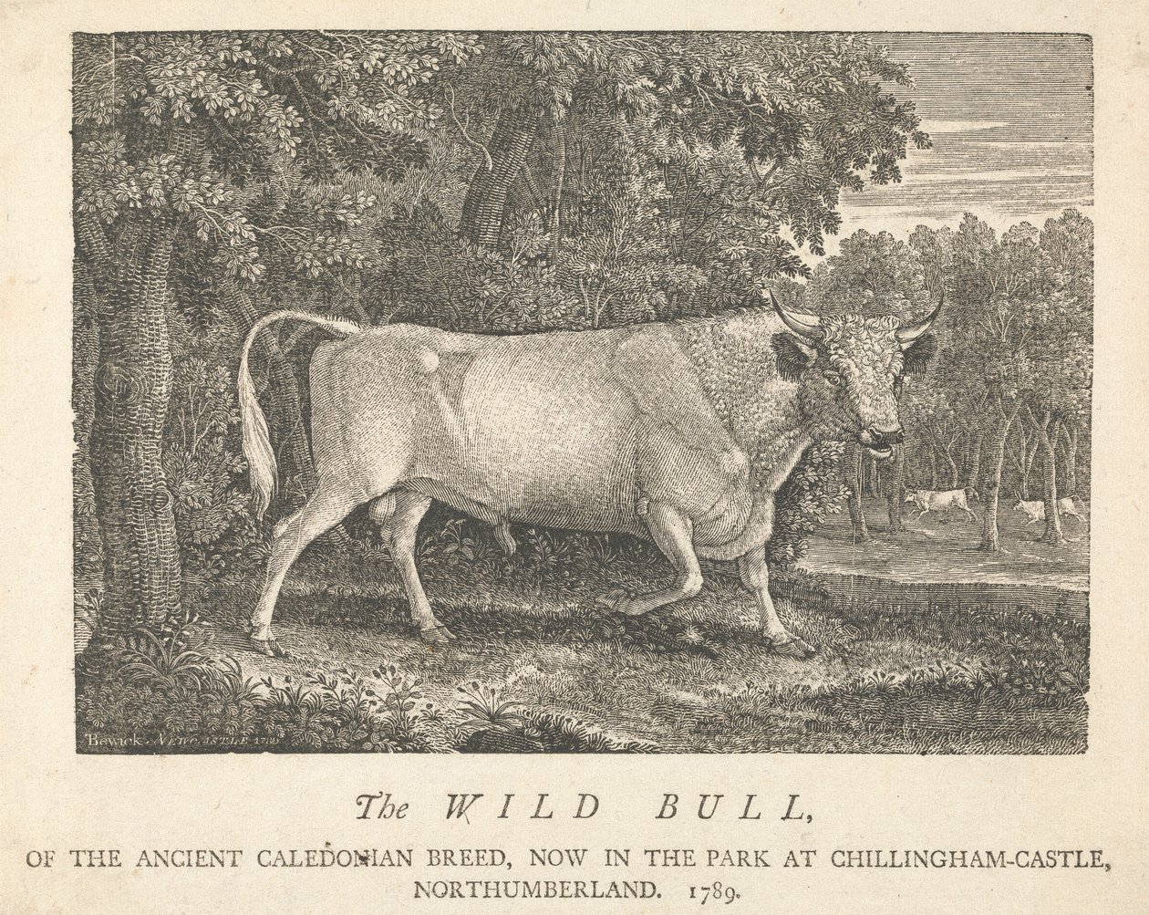 The Wild Bull, of the Ancient Caledonian Breed, Now in the Park, at Chillingham-Castle, Northumberland by Thomas Bewick