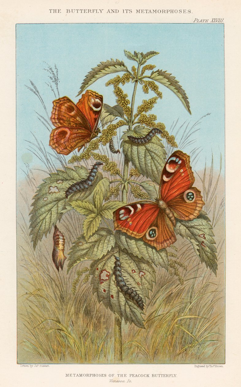 Metamorphoses of the Peacock Butterfly by Thomas Brown