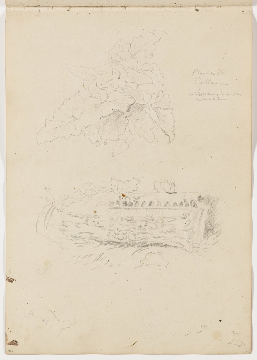 Plant in the Colosseum; Architectural Fragment by Thomas Cole