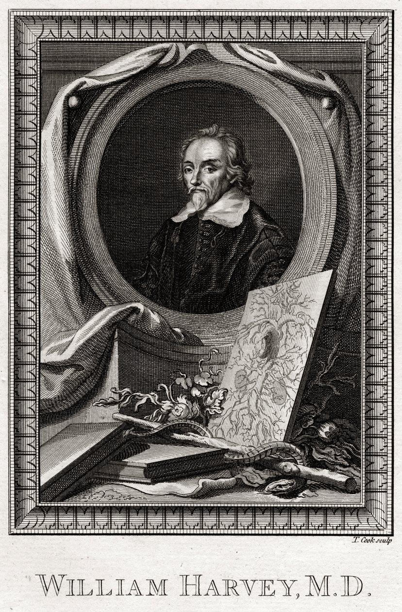 William Harvey by Thomas Cook