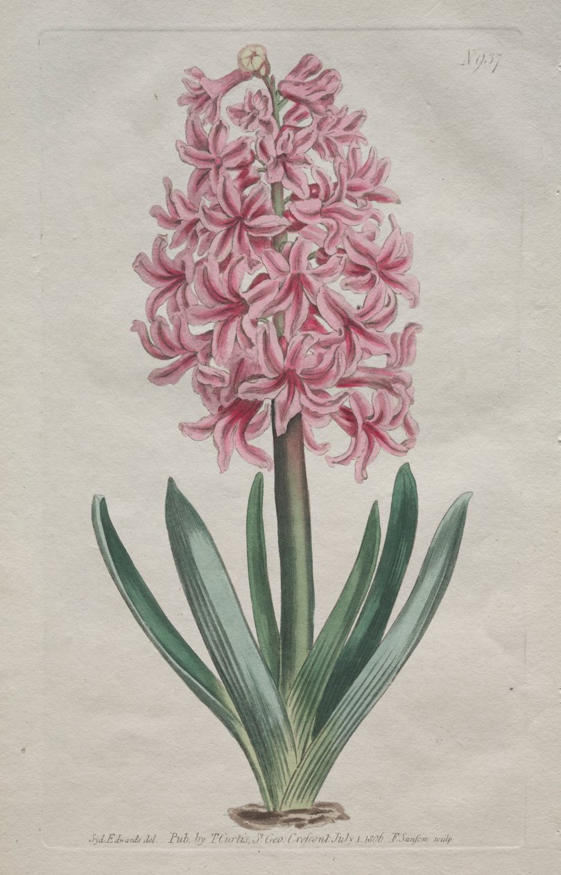 The Botanical Magazine or Flower Garden Displayed: Garden Hyacinth by Thomas Curtis