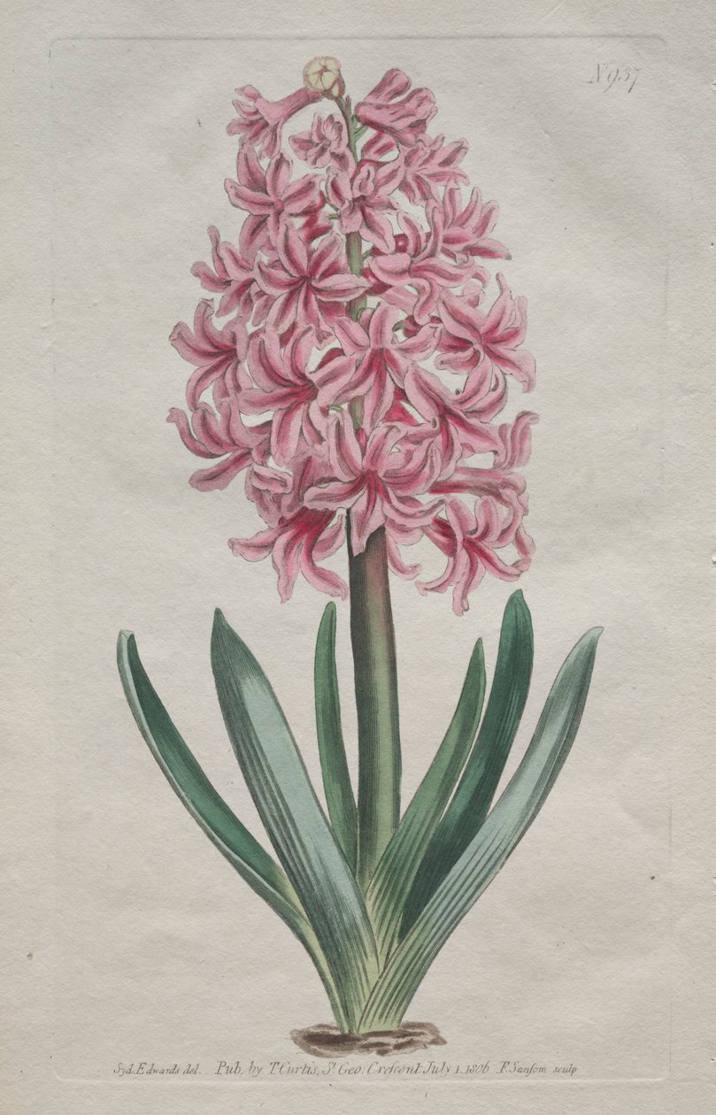 The Botanical Magazine or Flower Garden Displayed: Garden Hyacinth by Thomas Curtis