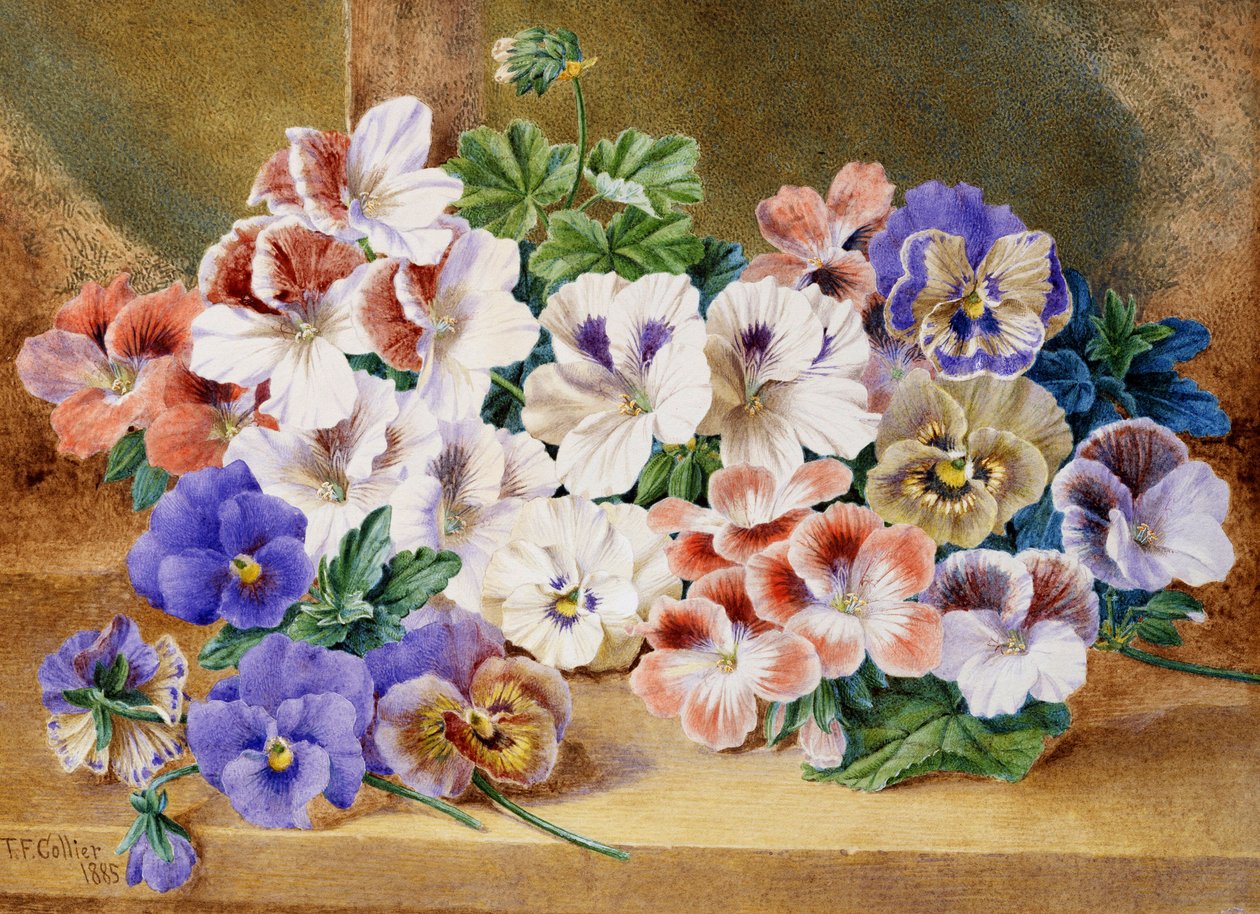 Still Life of Pansies and Pelargoniums by Thomas Frederick Collier