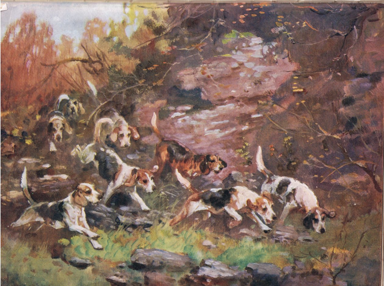 Through the Undergrowth, Illustration from 