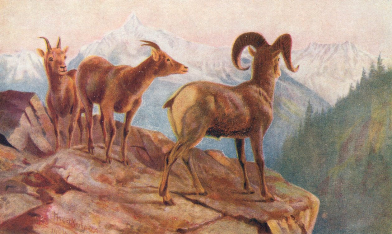 Mountain Sheep at Home by Thomas Mower Martin