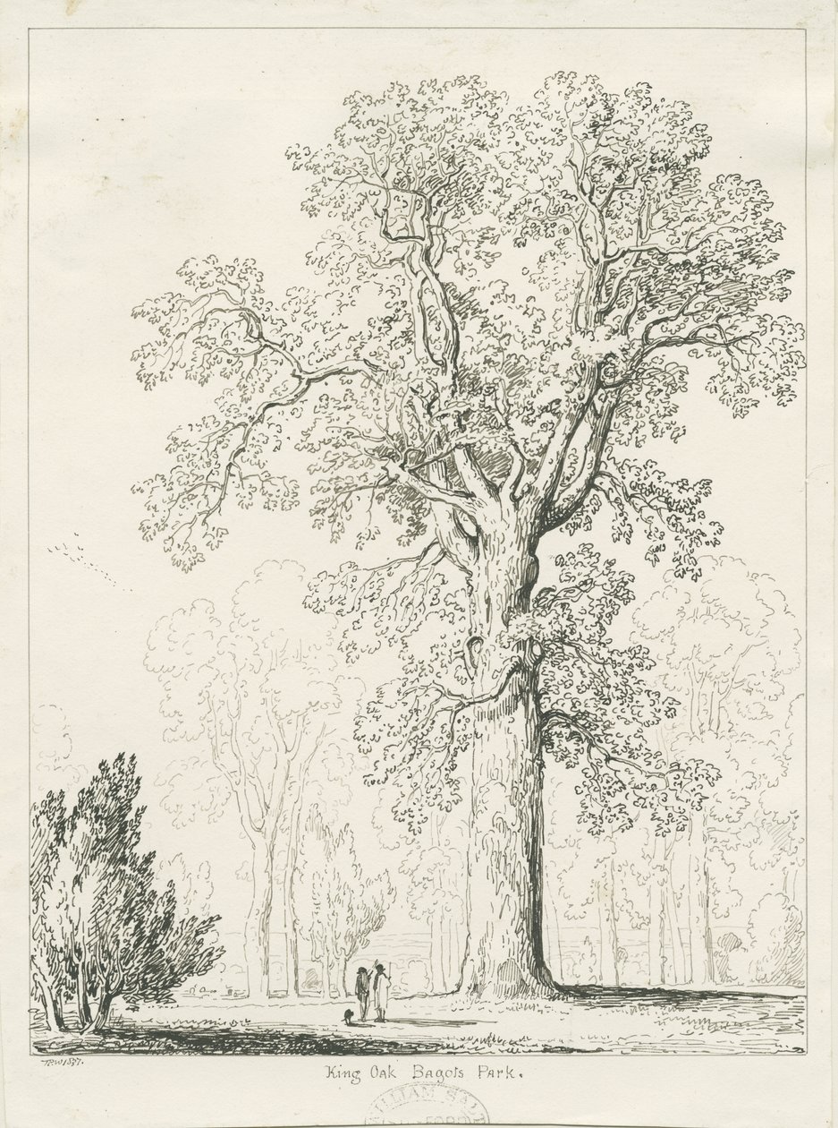 Blithfield - King Oak by Thomas Peploe Wood