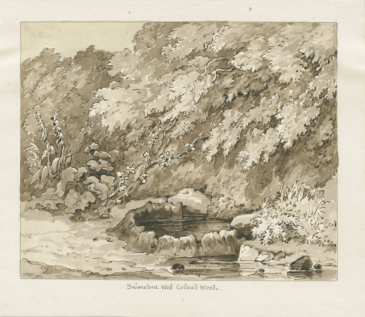Codsall Wood - Brimstone Well: sepia drawing by Thomas Peploe Wood