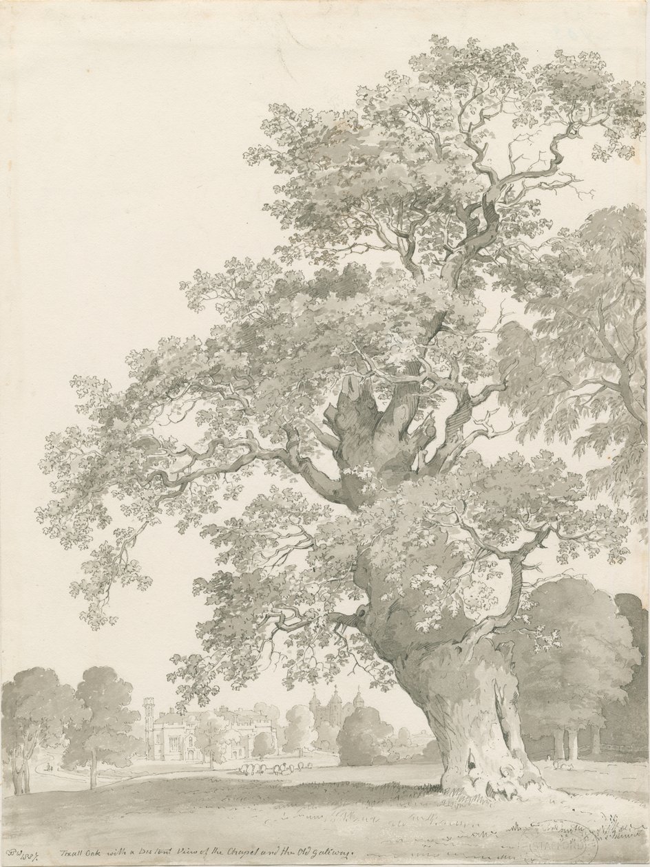 Tixall - Oak Tree by Thomas Peploe Wood