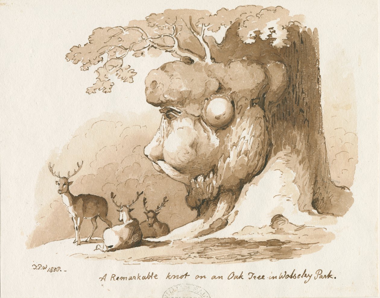 Wolseley Park - Knot on an Oak Tree by Thomas Peploe Wood