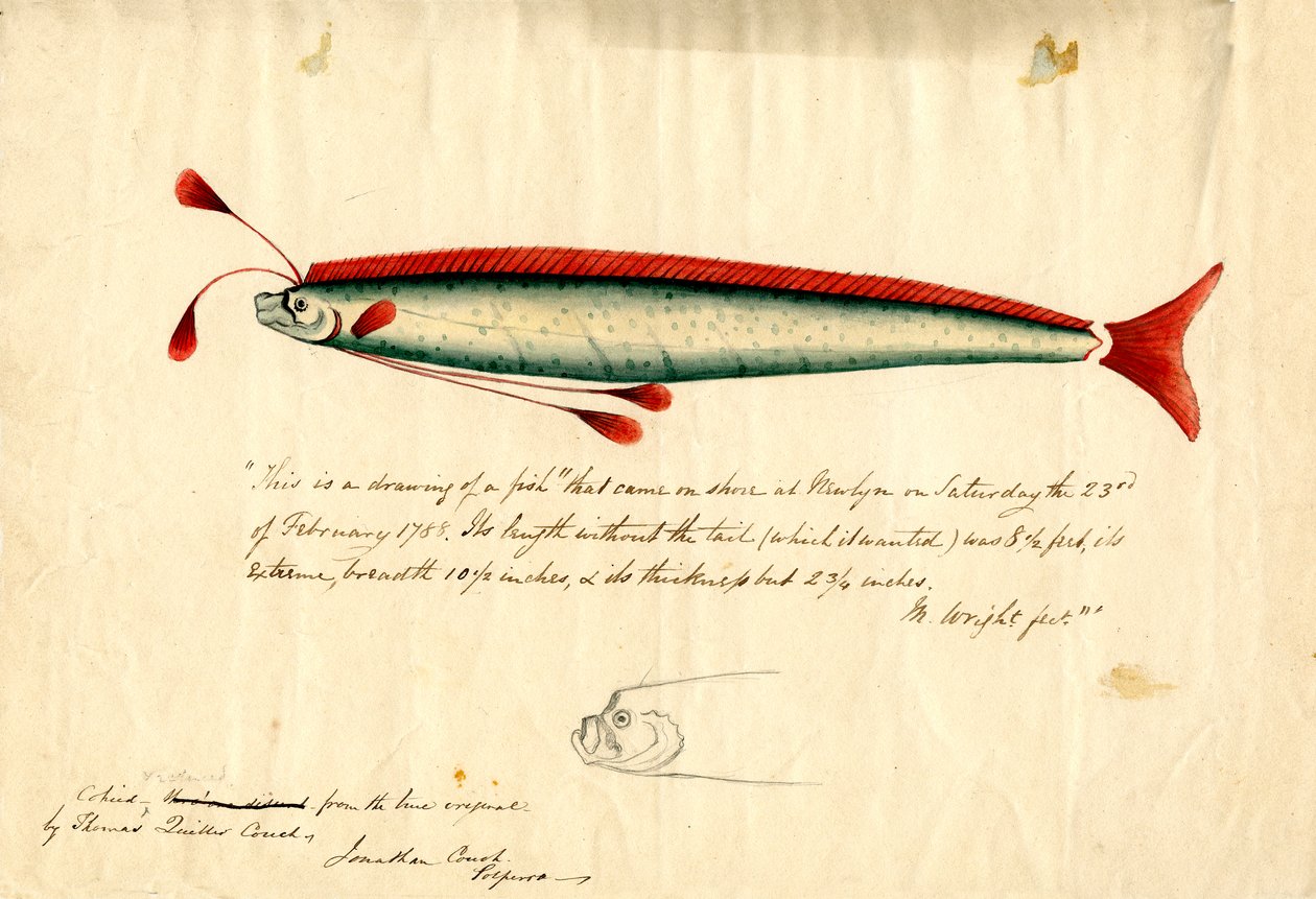 A Watercolour Drawing of the Newlyn Oarfish (Regalecus glesne), c.1849 by Thomas Quiller Couch