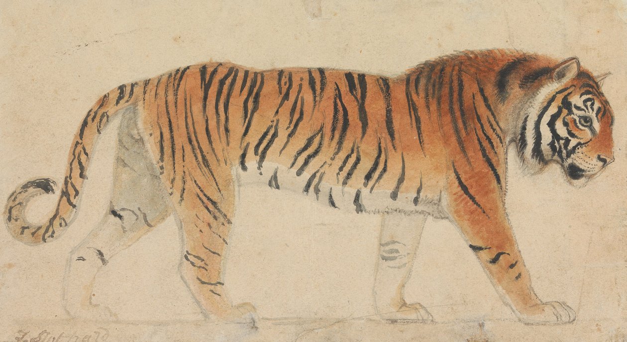 A Tiger, Full-Length, in Profile, Walking Towards Right by Thomas Stothard