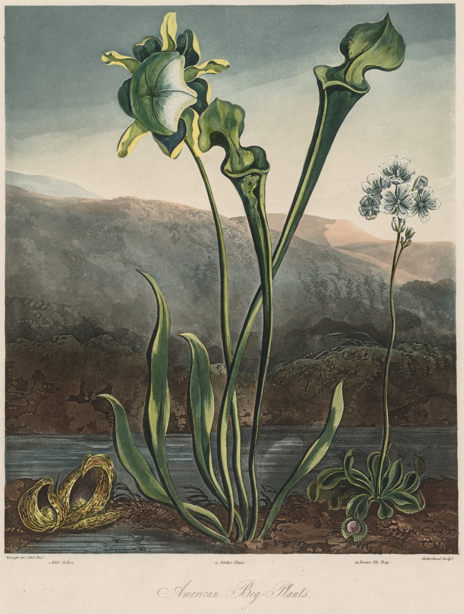 The Temple of the Flora: American Bog Plants by Thomas Sutherland