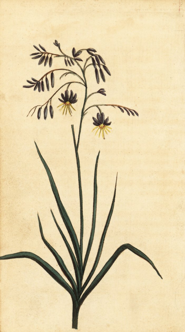 Rock Flower of New South Wales, Australia (engraving) by Thomas Watling