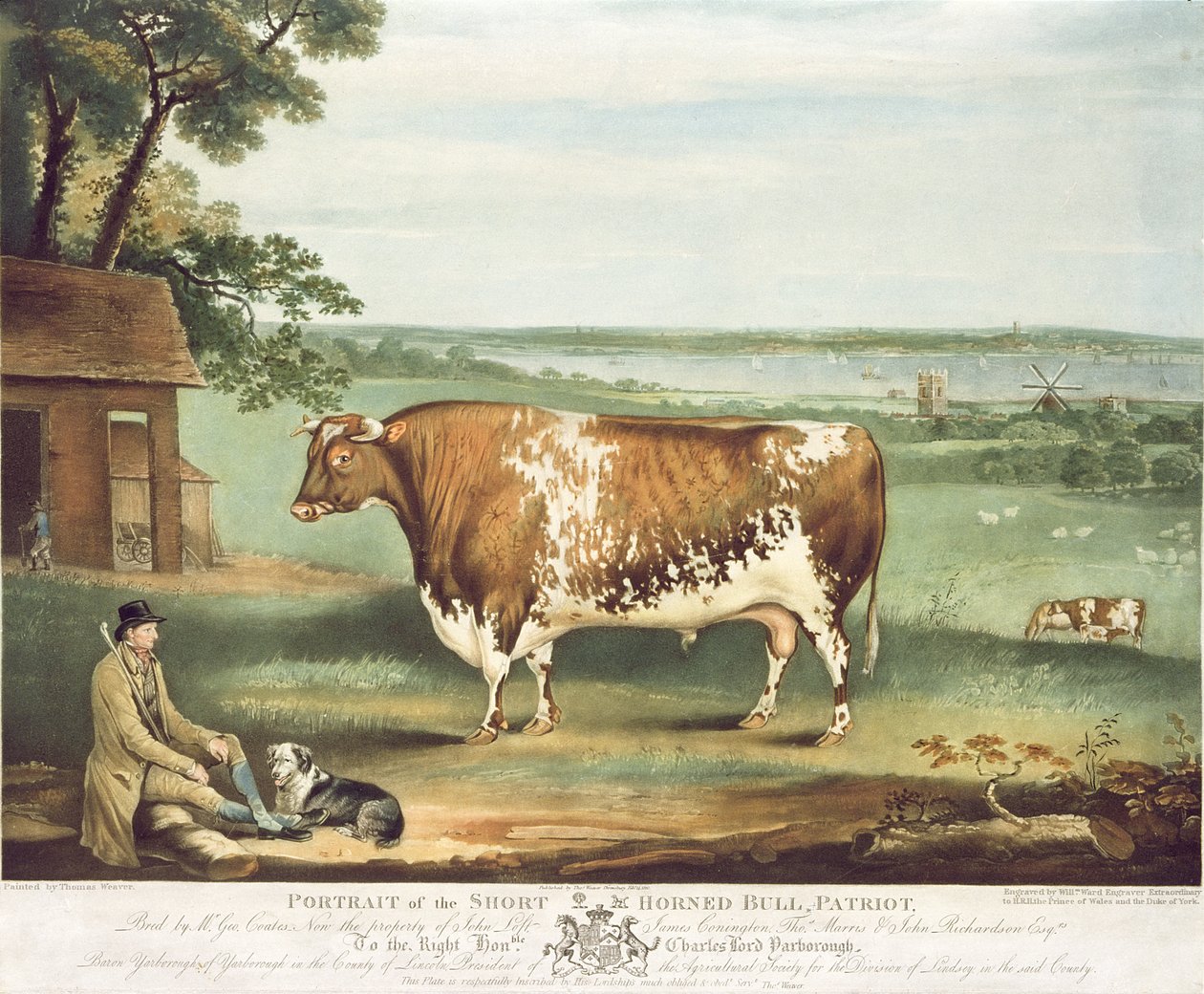 A Short Horned Bull, Patriot, engraved by William Ward by Thomas Weaver