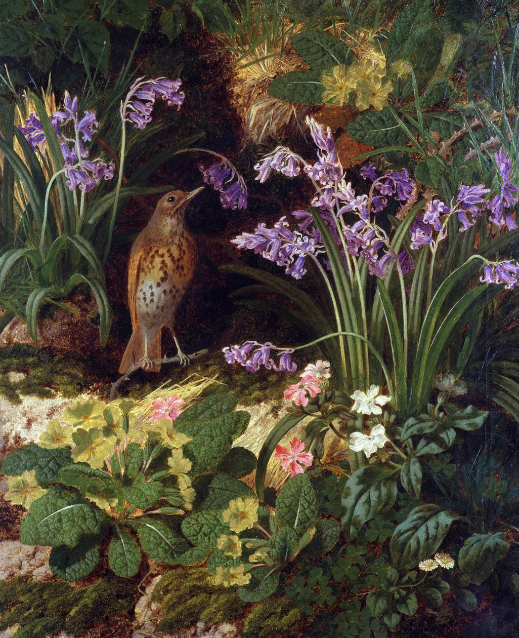 Song Thrush by Thomas Worsey