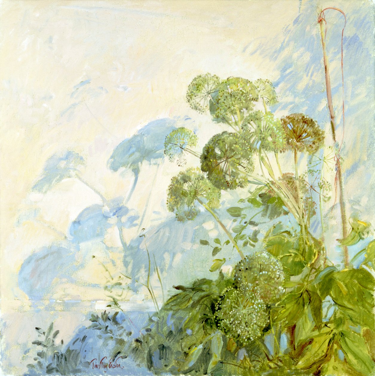 Angelica Shadows by Timothy Easton