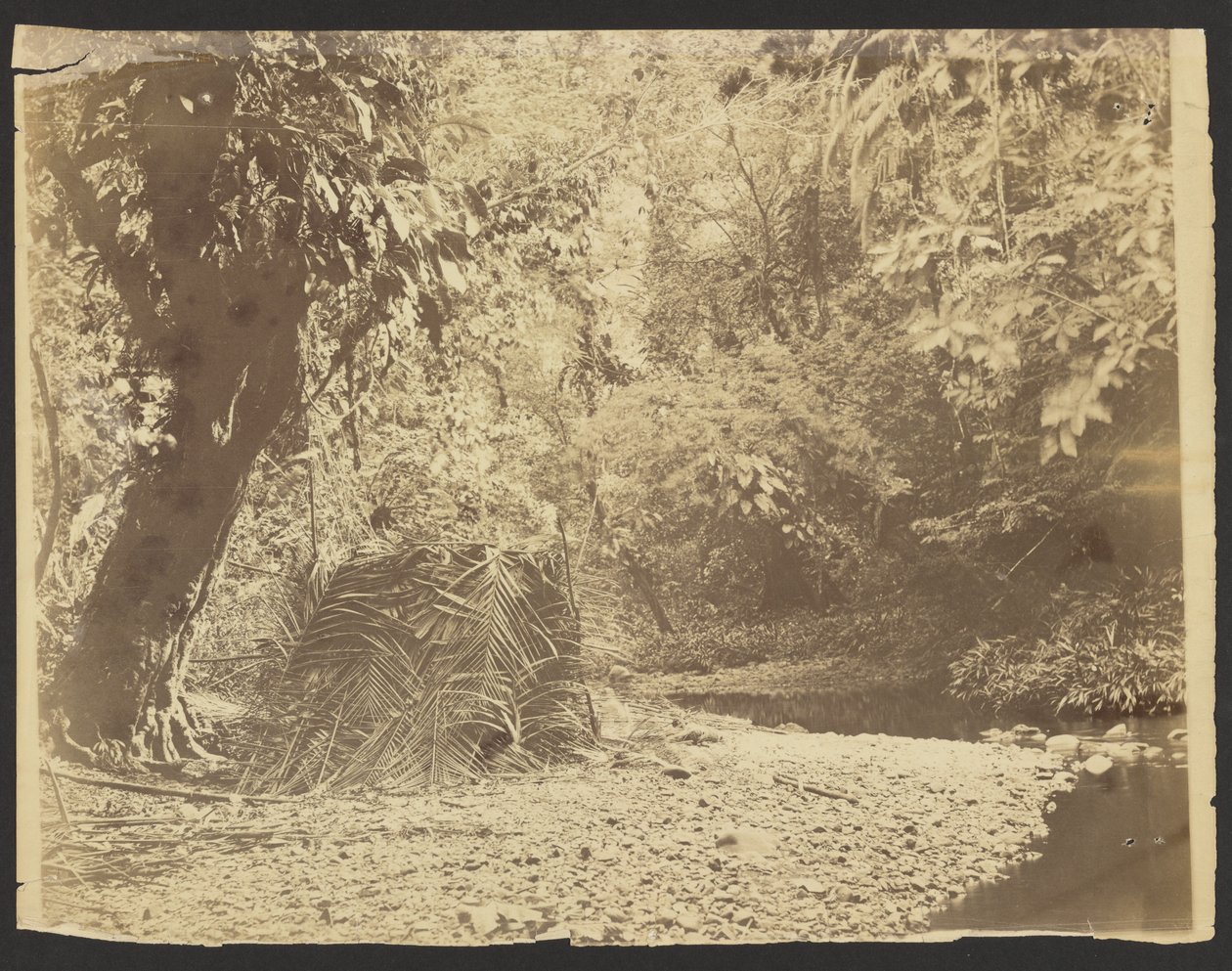 Jungle Scene: View of Thatched Hut of Palm Fronds, Isthmus of Darién (Panama) by Timothy H. O