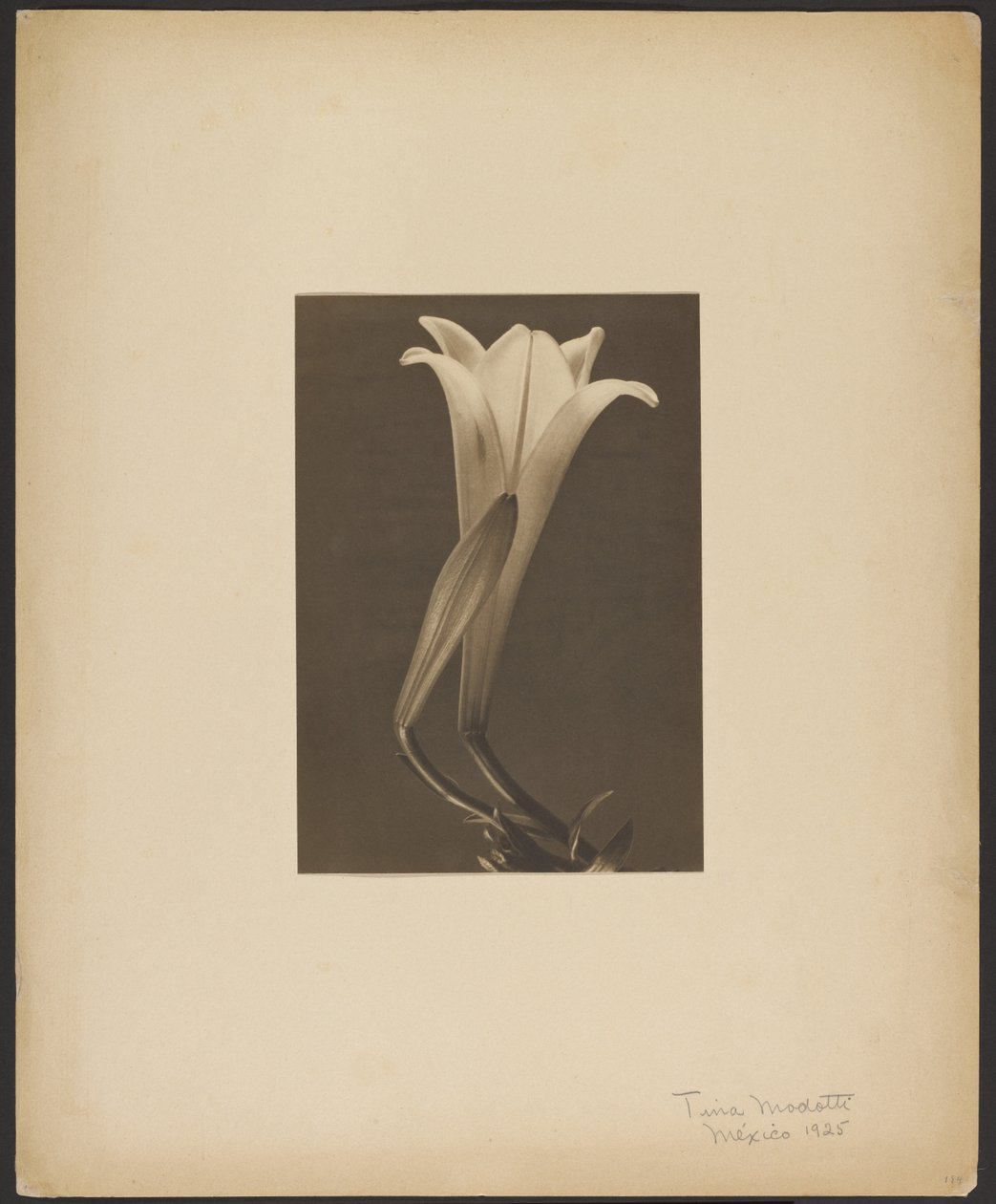 No. 1 by Tina Modotti