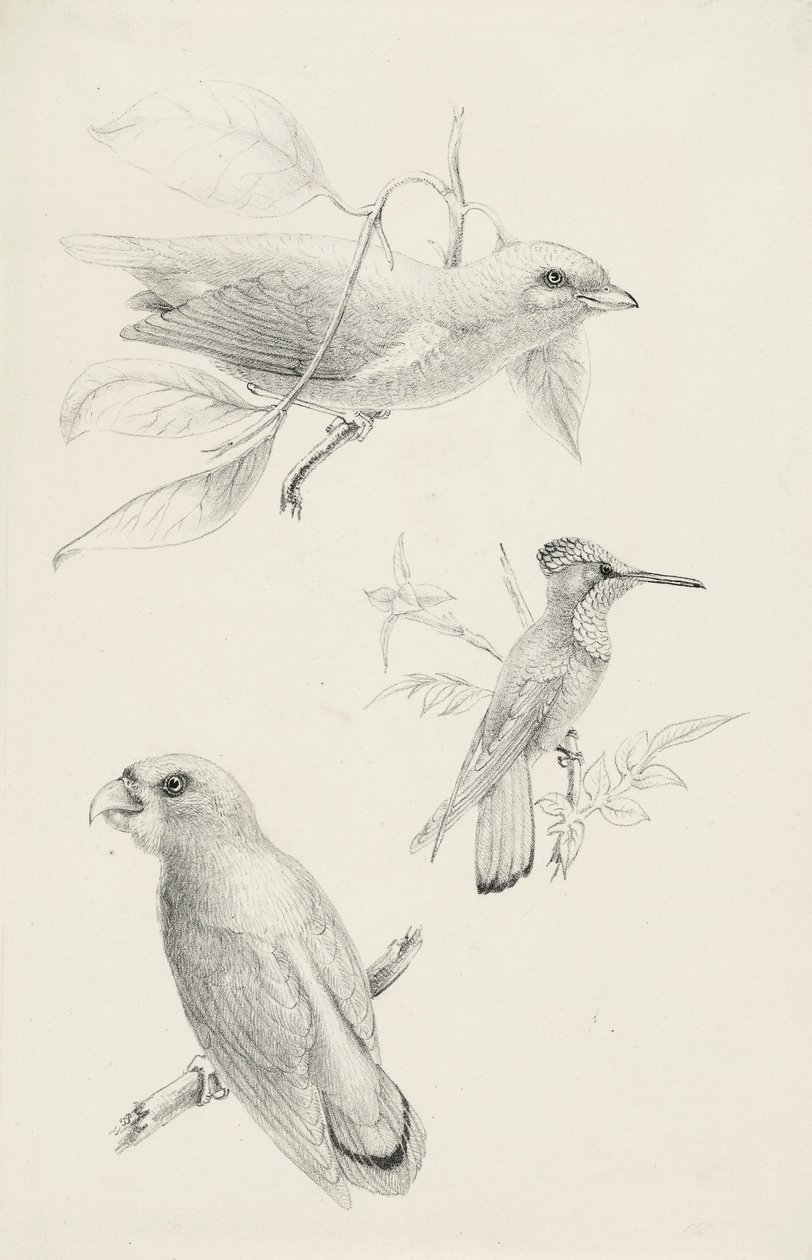 Three Birds by Titian Ramsay Peale