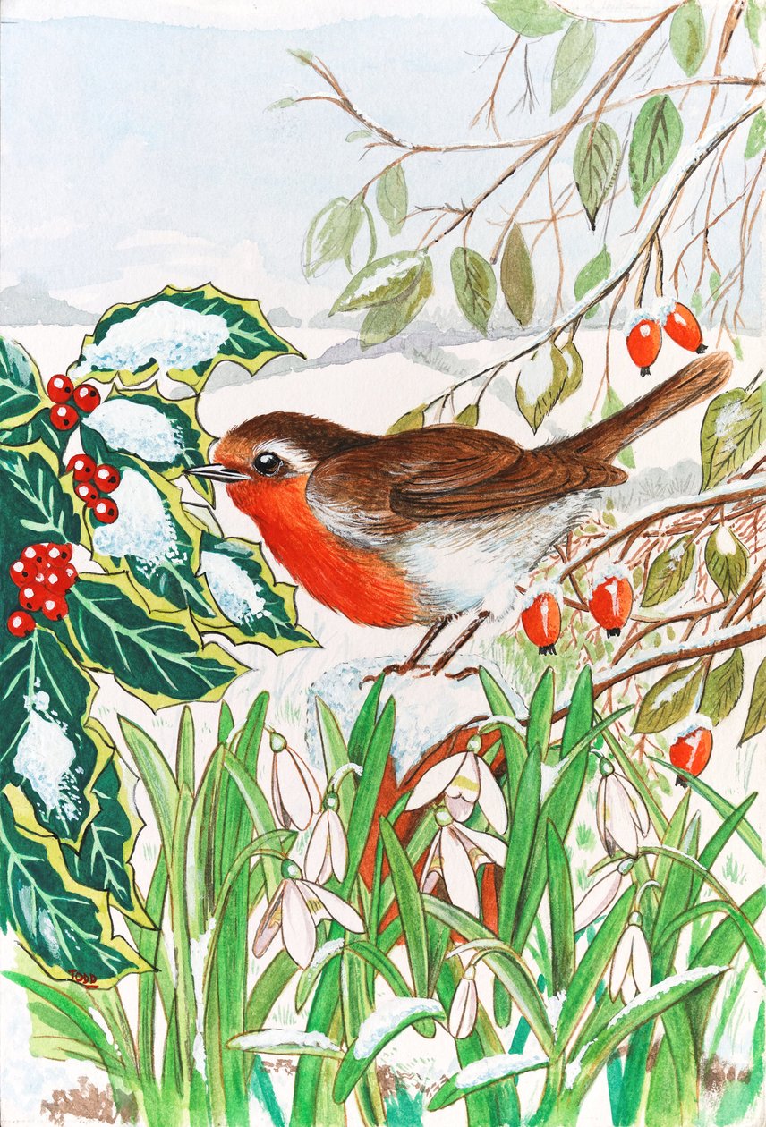 Robin and Snowdrops by Tony Todd
