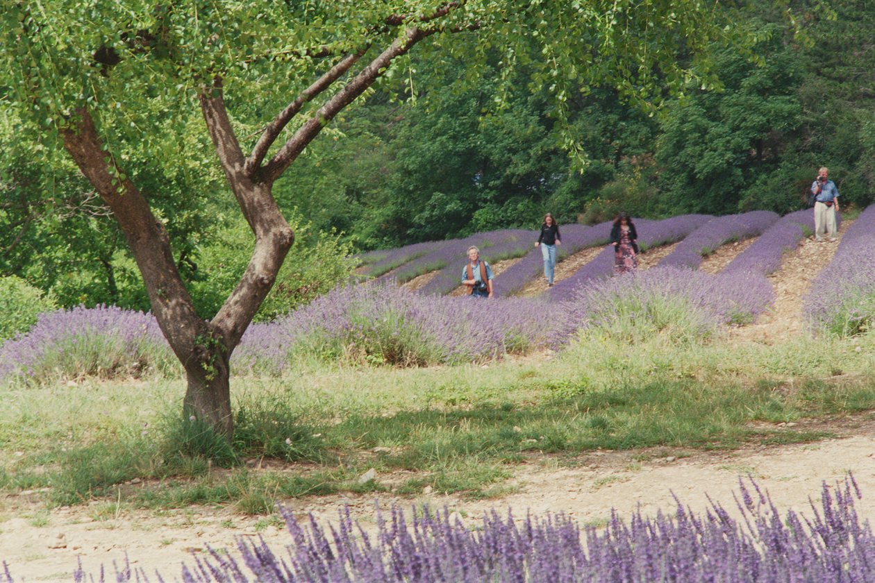 Tree in Lavender Field, in the Grounds of Abbaye Senanque, Provence, France, 1999 by Trevor Neal