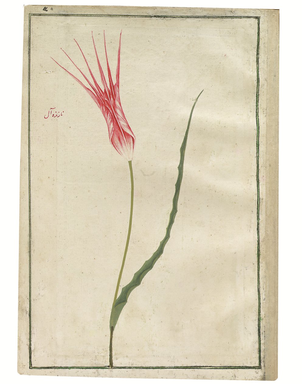 'Nazende-Âl' (Disdainful crimson), red and cream tulip, c.1725