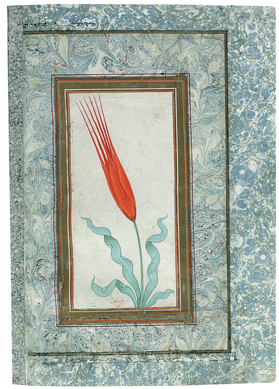 Page from the Turkish Tulip Album, Istanbul, 1725 by Turkish School