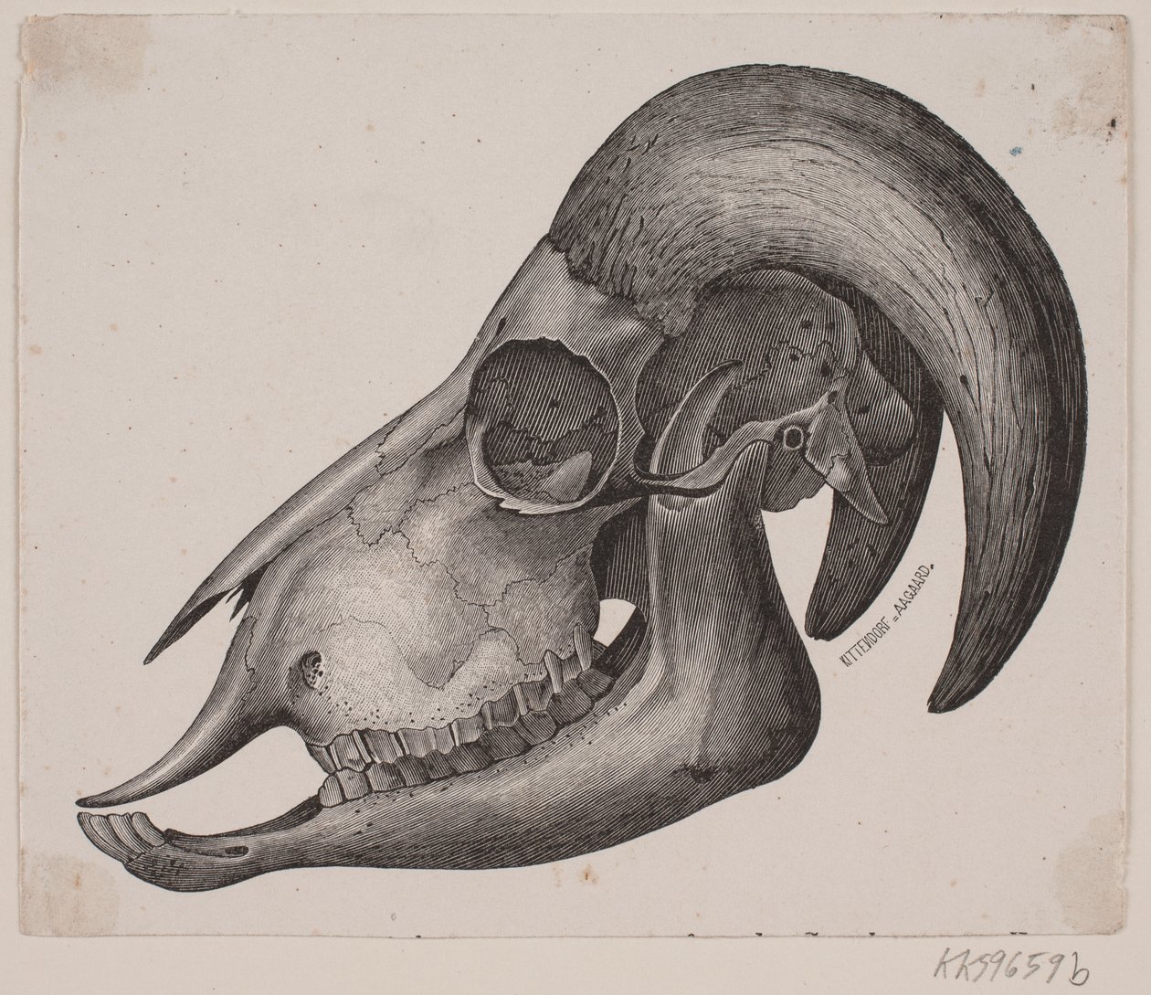 Animal Skull with Horns by Ubekendt