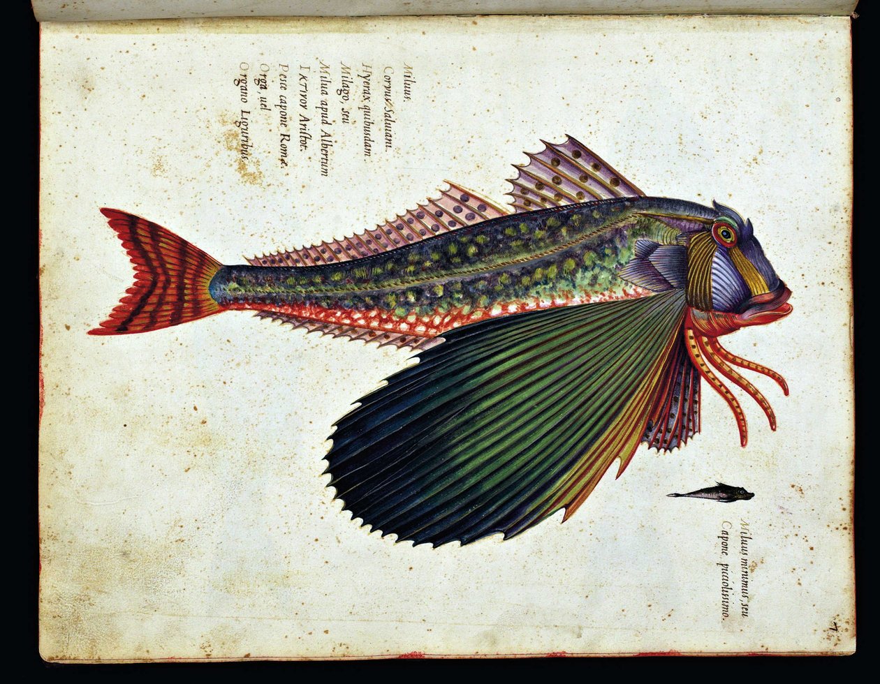 Unknown Image by Ulisse Aldrovandi