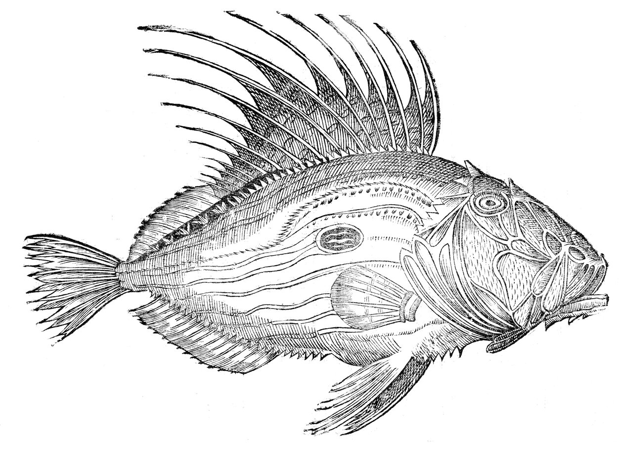 On Fish, Book V and on Whales, One Book by Ulisse Aldrovandi