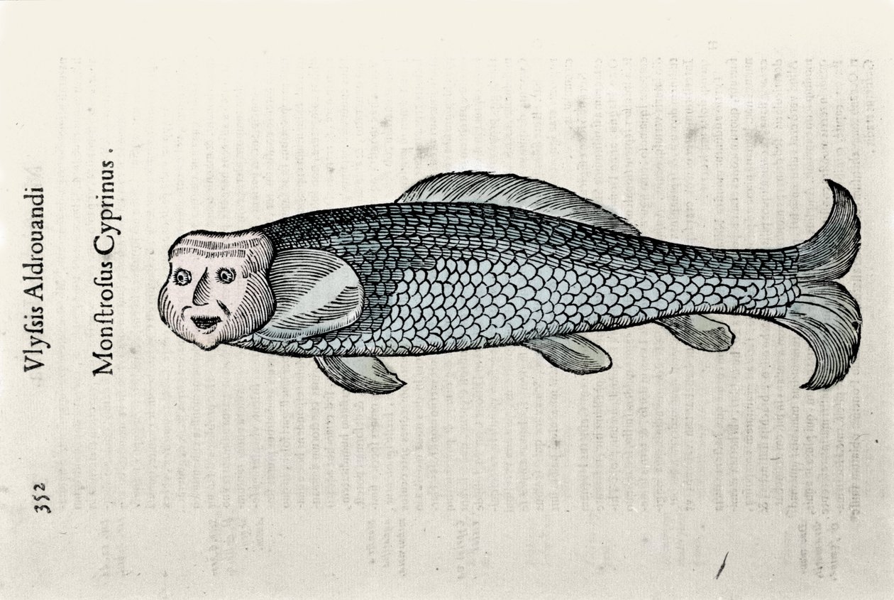 Fish representation Nicolas Plate illustrated with a manuscript of Natural History by Ulisse Aldrovandi (1522-1605), Ulisse Aldrovandi fonds, University Library of Bologna, ed. 1603 by Ulisse Aldrovandi