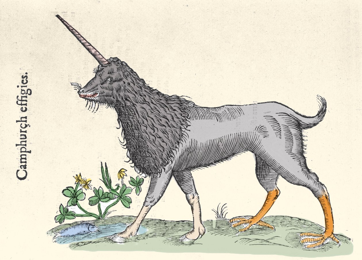 Representation of a camphurch, monster of the Molucca Islands Engraving by Ulisse Aldrovandi, Monstrorum Historiae, Bologna 1642 by Ulisse Aldrovandi