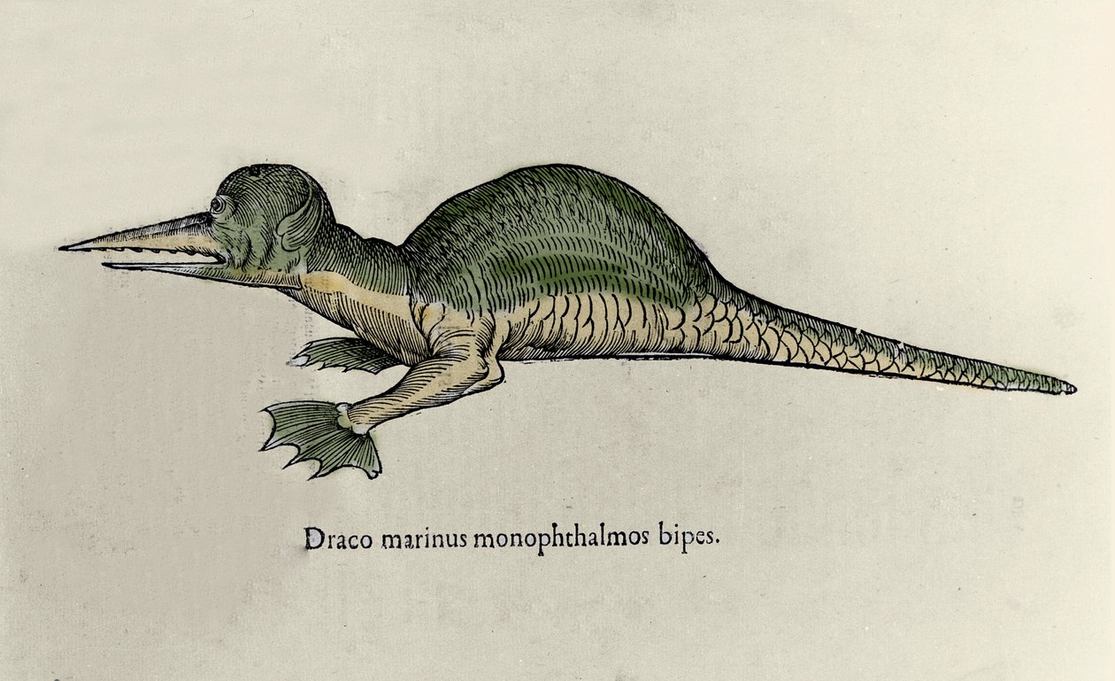Representation of a marine dragon. Plate of a Natural History manuscript by Ulisse Aldrovandi (1522-1605) on monsters by Ulisse Aldrovandi