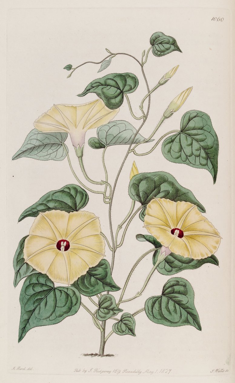 Ipomoea ochracea by Unbekannt Unbekannt