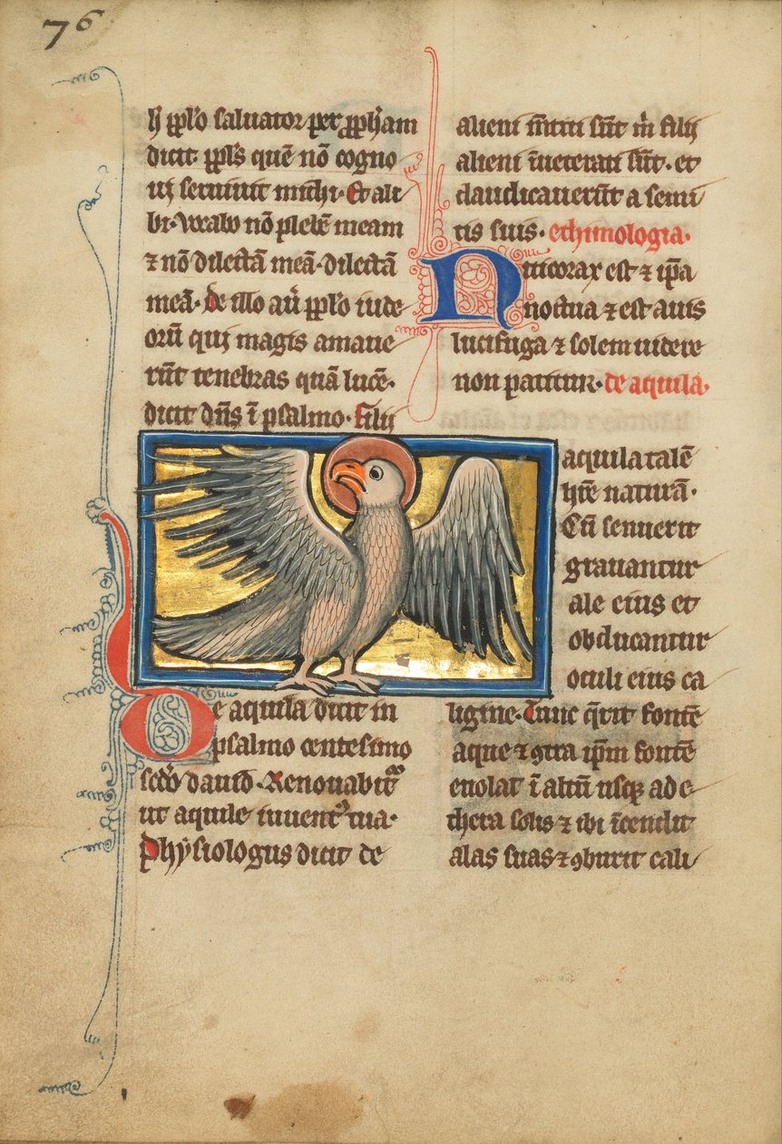 An Eagle by Unbekannt Unbekannt
