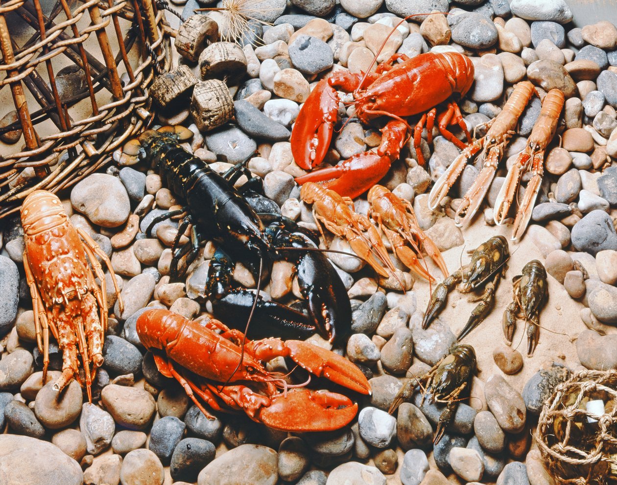 Collection of Shellfish by Unbekannt Unbekannt