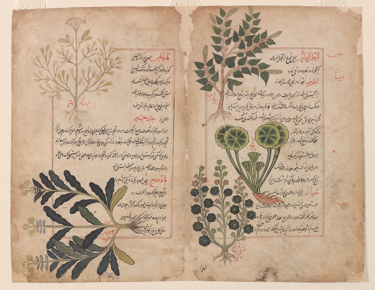 Double Folio from The Book of Herbs by Unbekannt Unbekannt