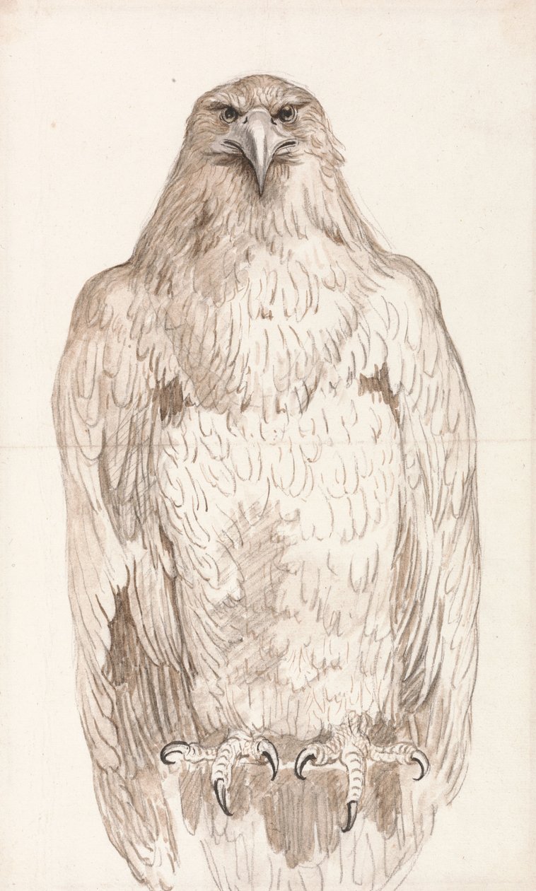 Eagle on a Perch by Unbekannt Unbekannt
