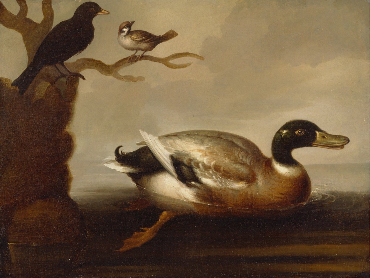 Mallard Duck and Other Birds by Unbekannt Unbekannt